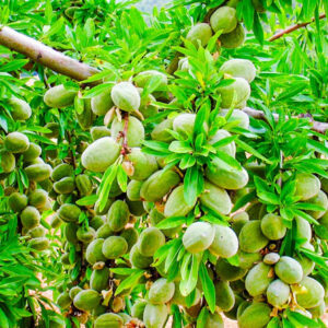 Almond-tissue-culture