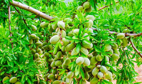Almond-tissue-culture