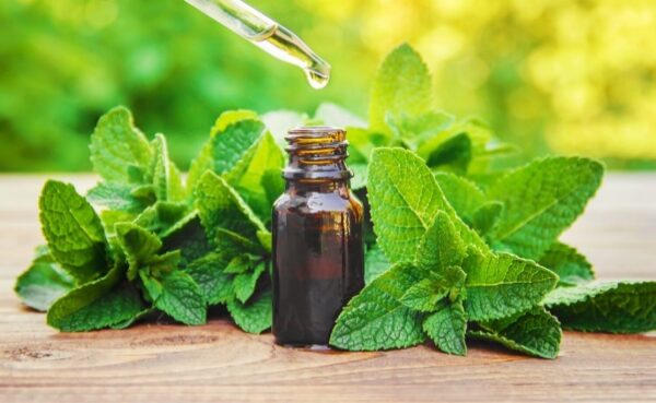 Essential oil of mint