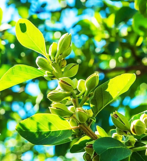 Pistachio tissue culture