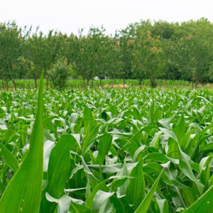 Crops